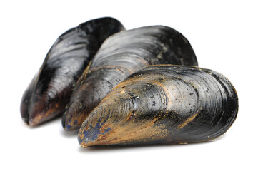 Wall Mural - Fresh mussel on white background