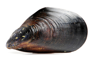 Wall Mural - Fresh mussel on white background