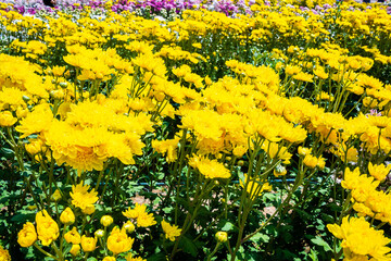 Wall Mural - Close-up vivid multi color blossom of Chrysanthemum flower in garden. Beautiful blooming flowers fields background in spring season.