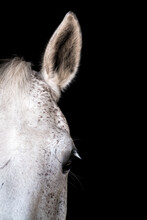 White Horse In Stable On Black Background