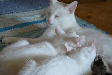 Closeup Shot Of Three White Fluffy Cats Sleeping On The Carpet