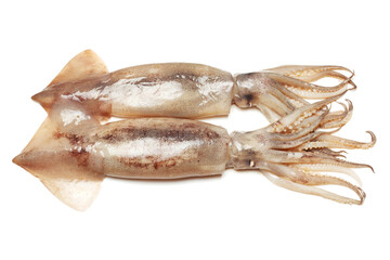 Poster - Fresh squid isolated on white background 