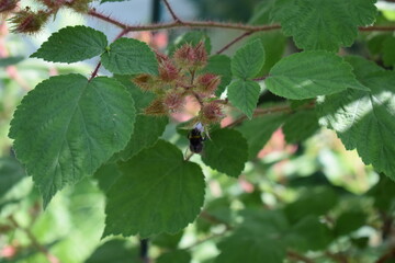 Poster - Hummel fliegt auf japanische Weinbberblüten