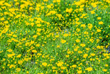 Fototapeta Kosmos - Field of beauty yellow Dahlberg daisy in the garden. Beautiful blooming flowers fields background in spring season. Flower Wallpaper background