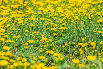 Wall Mural - Field of beauty yellow Dahlberg daisy in the garden. Beautiful blooming flowers fields background in spring season. Flower Wallpaper background