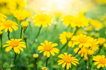 Field of beauty yellow Dahlberg daisy in the garden. Beautiful blooming flowers fields background in spring season. Flower Wallpaper background