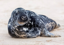 Grey Seal On The Beach At Horsey Beach, Suffolk. England.