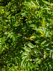 green leaves background