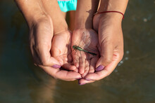 A Large Beautiful Dragonfly Sits In The Arms Of A Small Child. The Mother's Hands Support The Girl's Palms. Summer Sunny Day In Nature. Interaction With Insects In The Natural Environment