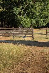 Wall Mural - paisagem do campo no sítio com cerca