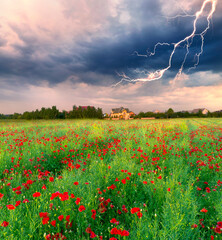 Fotomurales - Blooming poppies field at sunset