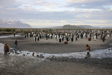 Wall Mural - View of South Georgia Island