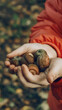 The child's hands holding acorns. The child holds a handful of forest acorns, items for crafts and entertainment