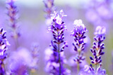 Fototapeta Lawenda - lavender flowers close up