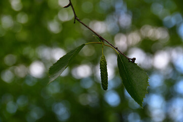 A close-up of a birch inflorescence and two green leaves hanging from a thin branch in the shade of trees and in backlight, against a beautiful bokeh background with many natural round highlights.