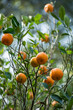 Fresh Oranges, Darjeeling, West Bengal, India