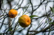 Close up view of unplucked oranges, Darjeeling, West Bengal, India