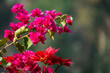 Bougainvillea Flowers, Darjeeling, India