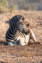 Zebra Stallion [equus Quagga] Rolling In The Dirt And Laying Down In Africa
