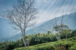 Peshok Tea Garden, Darjeeling, West bengal, India