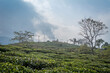 Peshok Tea garden, Darjeeling, India