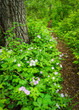 The purple blooms of the native wildflower wild geranium line a woodland path in a Midwest forest.