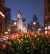 Michigan avenue Chicago tulips