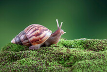 Snail, Giant African Snail Or Giant African Land Snail (Lissachatina Fulica) Selective Focus, Blurred Natural Green Background With Copy Space