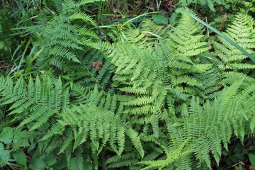 Wall Mural - fern leaves