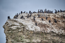 Cormorants Nesting 