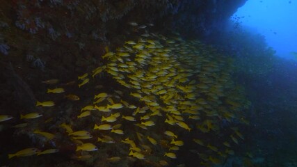 Wall Mural - big shoal of bluestriped snapper fish aka lutjanus kasmira in tropical waters of maldives in shadow 