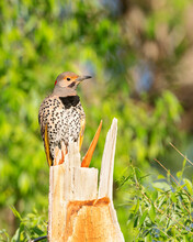 A Yellow-shafted Northern Flicker Soaks In The Morning Sunshine In Wyoming