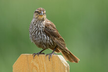Female Red Winged Blackbird Bird Or Agelaius Phoeniceus Perched On Fence Post Against Green Background