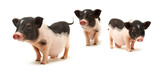 Fototapeta Zwierzęta - Cute black small-eared pig on white background 