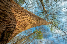 Hickory Tree On The Ribbonwalk Urban Trail, Charlotte, North Carolina