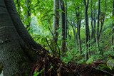 Fototapeta Młodzieżowe - 雨に濡れたブナの原生林