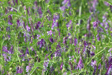 Hairy Vetch Multiple Plants In Bloom View Of
