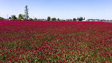 Wall Mural - Large clover field in Oregon