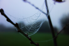Caught Between Twigs Isolated Spiders Web With Dew On A Natural Green Background