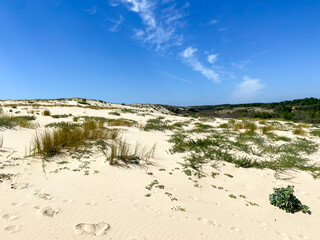 Wall Mural - Dune de sable du Cap Ferret, Gironde