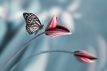 Tropical butterfly on a red clematis bud in a magical garden. Summer natural image.