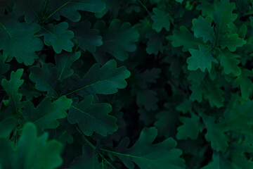 Texture of oak leaves close up. Top view. Pattern