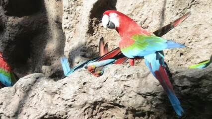 Red big parrot at the eating