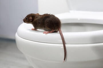 Poster - Rat on toilet bowl in bathroom. Pest control