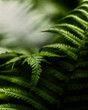 Tytuł: Zielone liście paproci w świetle ciemnego, parku. Naturalny wzór tekstury, tła. Może służyć jako obraz, tapeta.