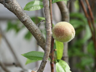 Wall Mural - apple on tree