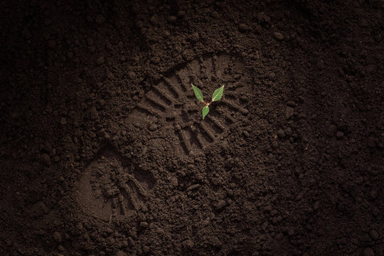 Wall Mural - young green plant on the ground, shoe print, footprint on the ground, field, soil, the concept of the revival of life after a disaster, new shoots, hope for the restoration of nature, forests, ecology