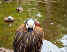 A White-faced Whistling Duck, Dendrocygna Viduata, Relaxing On Shore