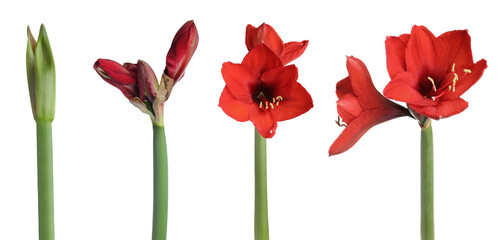 Beautiful red Amaryllis (Hippeastrum) flowers on white background, collage. Banner design