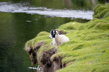 Yorkshire Dales Sheep By River